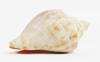 Realistic 3D Render of Shell