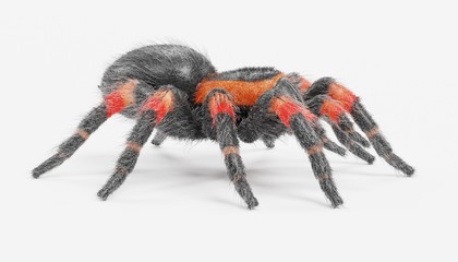 Realistic 3D Render of Tarantula
