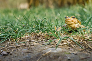 Common brown frog Rana temporaria Edible frog esculenta Pelophylax esculentus populations in Europe tree frog in green grass looking at the camera