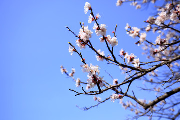 Apricot flowers are blooming in spring