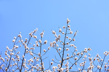 Apricot flowers are blooming in spring