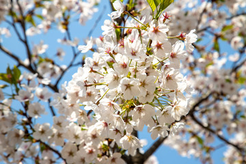 apricot blossoms