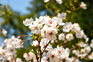 apricot blossoms