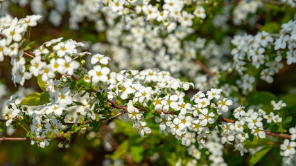 Bridal wreath blooming in the park