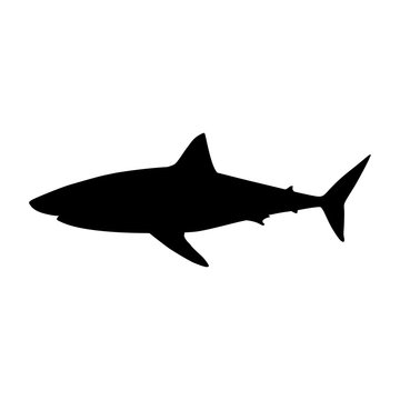 Icono plano silueta tiburon blanco aislado en color negro