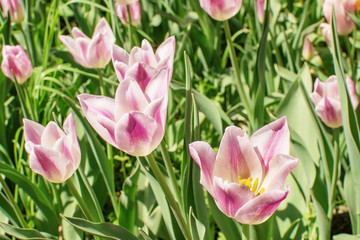 motley pink tulips in the field