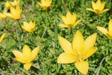 Fototapeta na wymiar yellow tulips with pointed lepitches