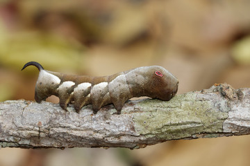 Image of brown caterpillar on branch on natural background. Worm. Insect. Animal.