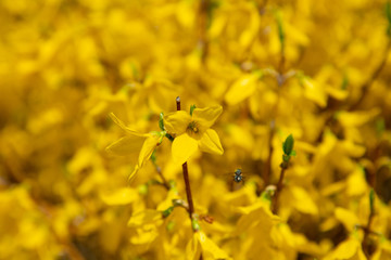 The forsythia blooming in the park