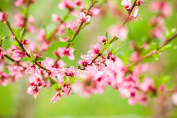 Obraz na płótnie Canvas Peach tree flowers during spring blossom. Close-up photo, green grass as a contrasting background