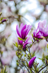 Obraz premium Magnolia tree and flowers, blooming in the spring season in the garden.