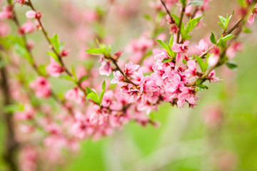Fototapeta na wymiar Peach tree flowers during spring blossom. Close-up photo, green grass as a contrasting background