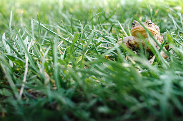 Common brown frog Rana temporaria Edible frog esculenta Pelophylax esculentus populations in Europe tree frog in green grass looking at the camera