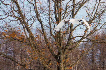 丹頂鶴 北海道鶴居村