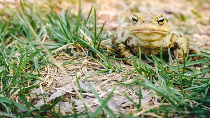 Common brown frog Rana temporaria Edible frog esculenta Pelophylax esculentus populations in Europe tree frog in green grass looking at the camera