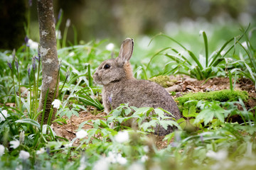 Naklejka na ściany i meble Wild Rabbit (Oryctolagus cuniculus) in springtime woodland, Cornwall, UK
