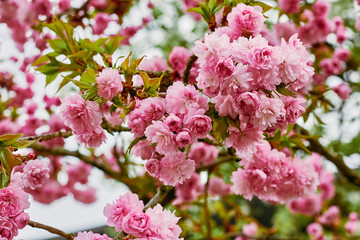Branches of blossoming pink cherry in the spring