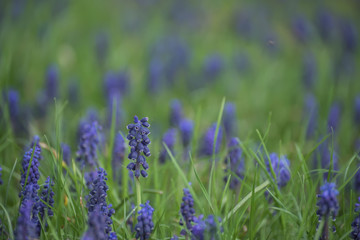 Blue spring flowers in a green grass on a meadow.
