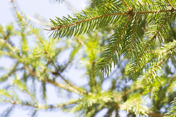 Spruce branches with golden sun rays. Warm spring background