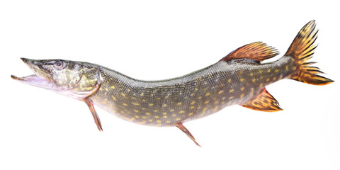 Fish pike