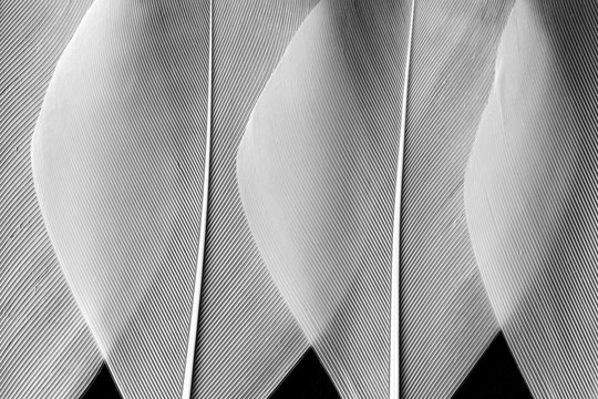 White feathers