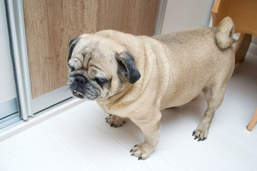 Obraz premium собака мопс в доме