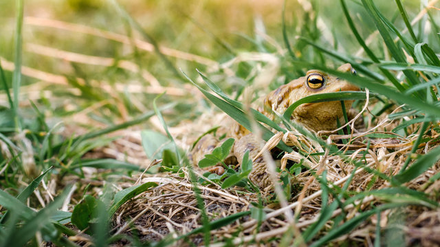 Common brown frog Rana temporaria Edible frog esculenta Pelophylax esculentus populations in Europe tree frog in green grass looking at the camera