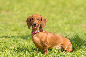 Dachshund dog in the park