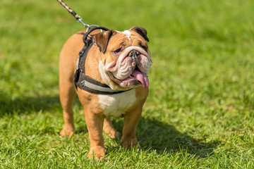 English Bulldog in the green park