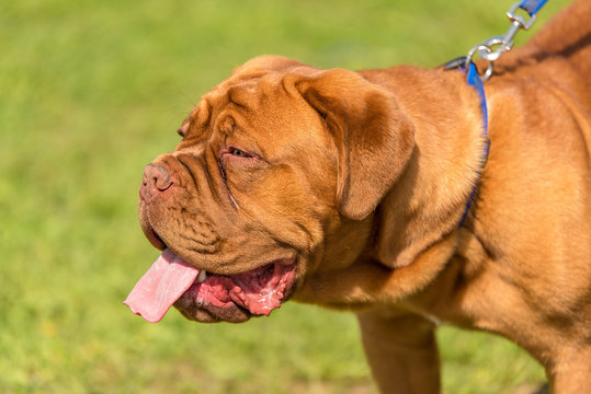 Doggue de Bordeaux dog in the park
