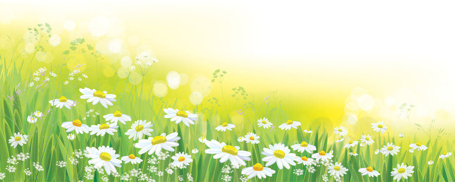 Vector nature  background, daisy  flowers field.