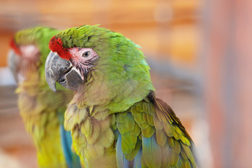 Great green macaw, Ara ambiguus, also known as Buffon's macaw