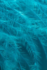 Blue feather as an abstract background