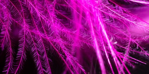Pink feather as an abstract background