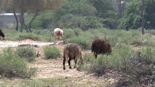 Close up of Flock of Sheep in Ras Al Khaimah, UAE.