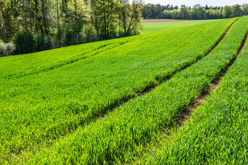 Kornfeld im April © Christian Krammer