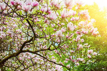 closeup of blooming magnolia tree against bright sky on sunny day in springtime