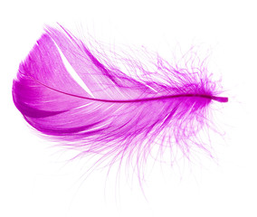 violet feather on a white background