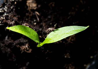 A young sprout of pepper in the ground