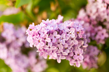 Lilac flowers on a tree in spring