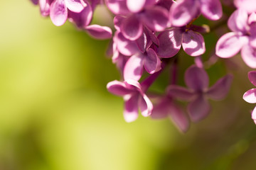 Fototapeta na wymiar Lilac flowers on a tree in spring