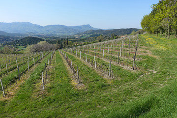 Fototapeta na wymiar vignoble dans la Drôme