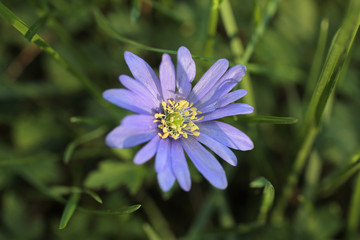 Obraz premium hépatite violette