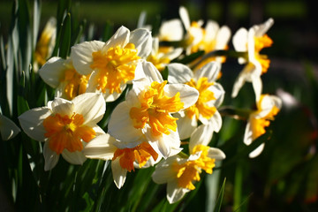 Narcissuses in the morning./A large number of narcissuses look brightly and contrastly in beams of the morning sun.