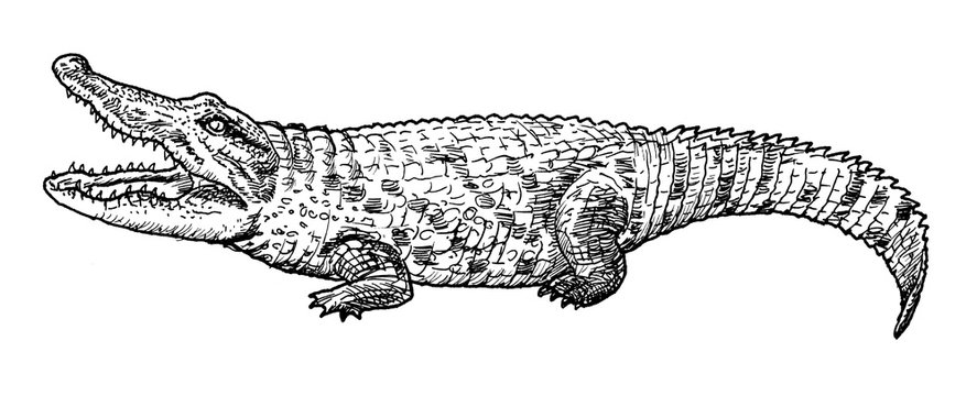 Drawing of crocodile - hand sketch of reptile, black and white illustration