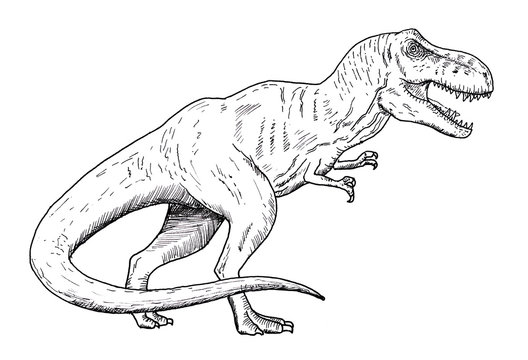 Drawing of dinosaur - hand sketch of tyrannosaurus, black and white illustration
