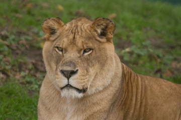 Obraz na płótnie Canvas Photo portrait of a beautiful Barbary lioness 