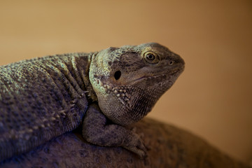 photo portrait of a resting Bearded Dragon