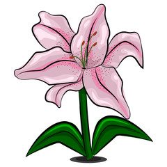 Naklejka premium Lily flower vector illustration isolated on white background.