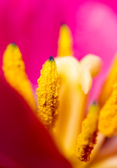 Orange pestle with pollen in a flower